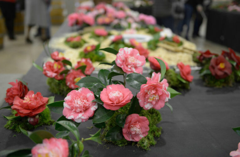 Autarca de Celorico de Basto promete Festa das Camélias “a duplicar” em 2022