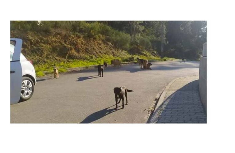 PAN Braga questiona Câmara de Cabeceiras de Basto sobre políticas de bem-estar animal